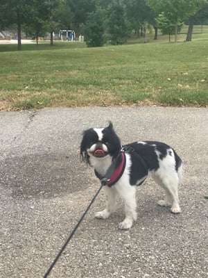dog lucy